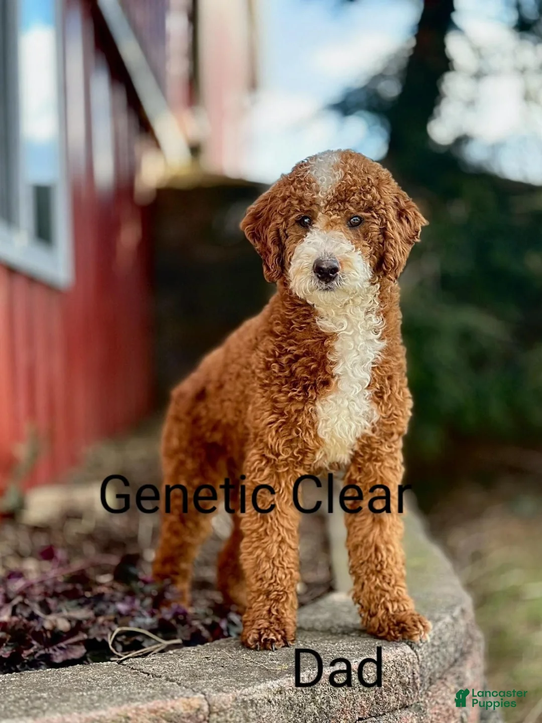 Mini Goldendoodle dogs for sale: Manny 💙 GenClearParents - Ad 15