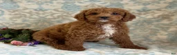 Mini Goldendoodle dogs for sale: Bingo - Ad 4
