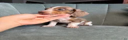 Dachshund dogs for sale: Eeyore - Ad 1