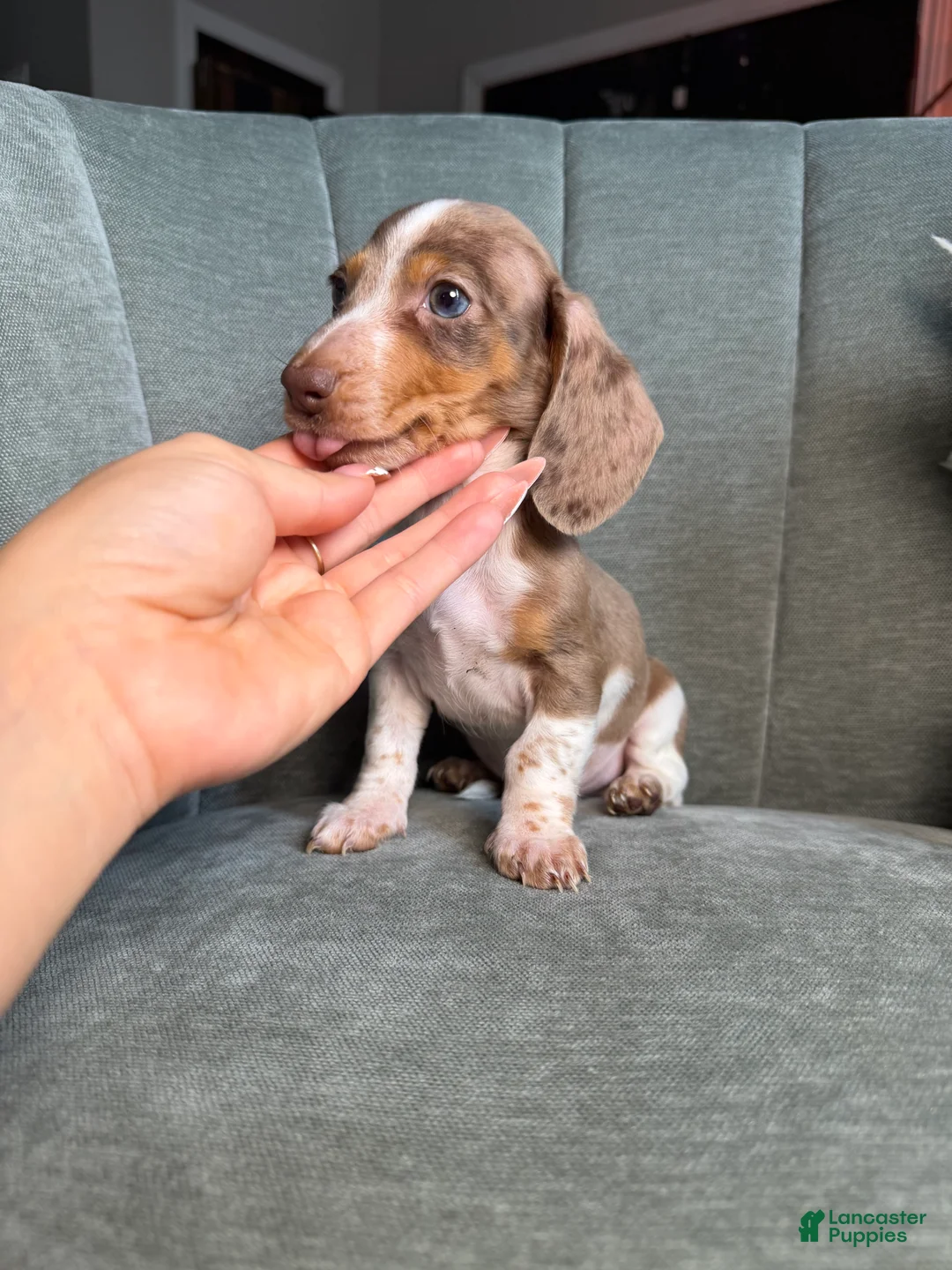 Dachshund dogs for sale: Eeyore - Ad 1