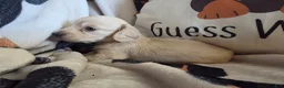 Miniature Dachshund dogs for sale: Sarah - Ad 10