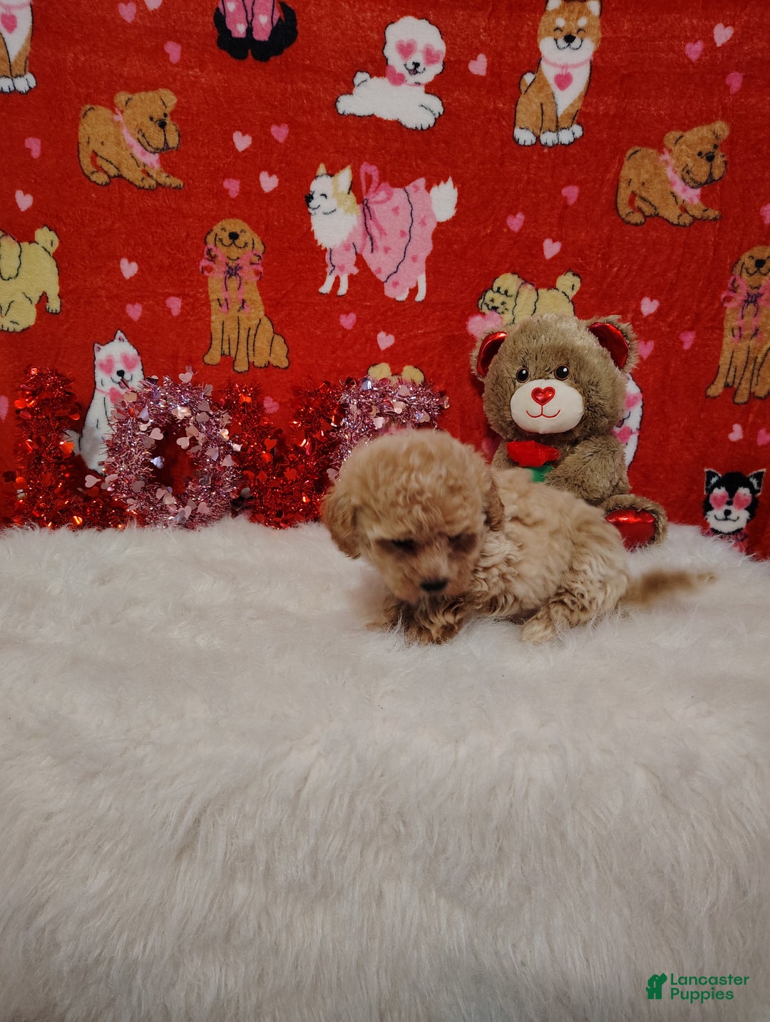 Maltipoo dogs for sale: Goldie locks - Ad 3