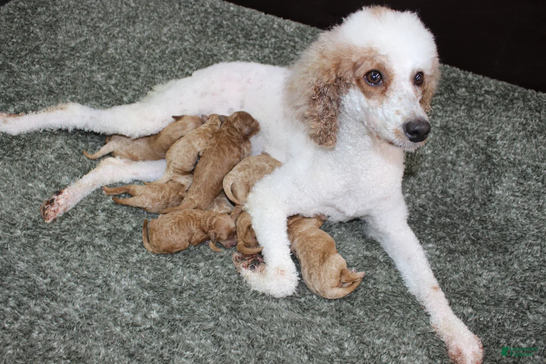 Miniature Poodle dogs for sale: Rowan - Ad 2