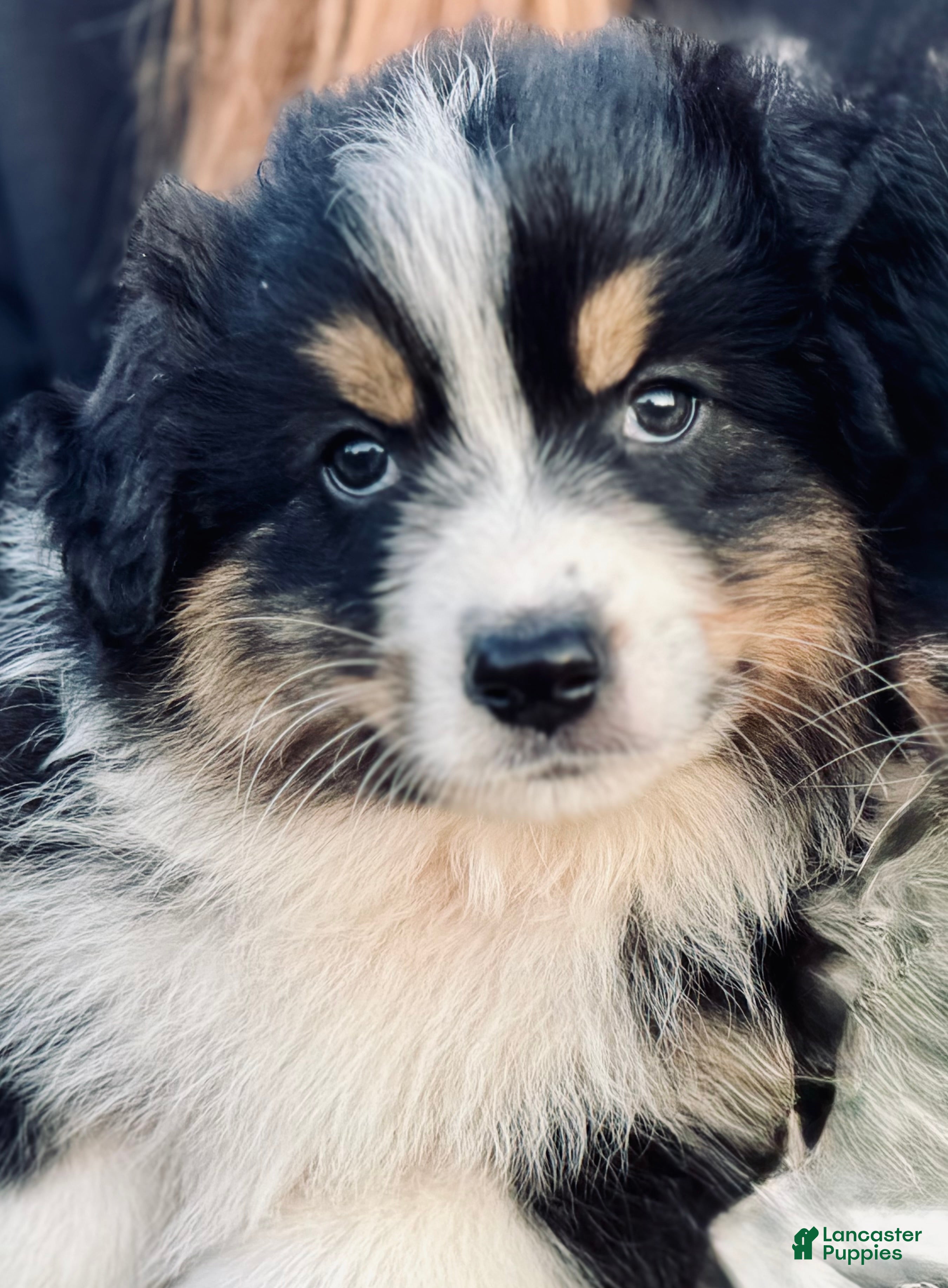 Australian Shepherd dogs Heather - Ad 8