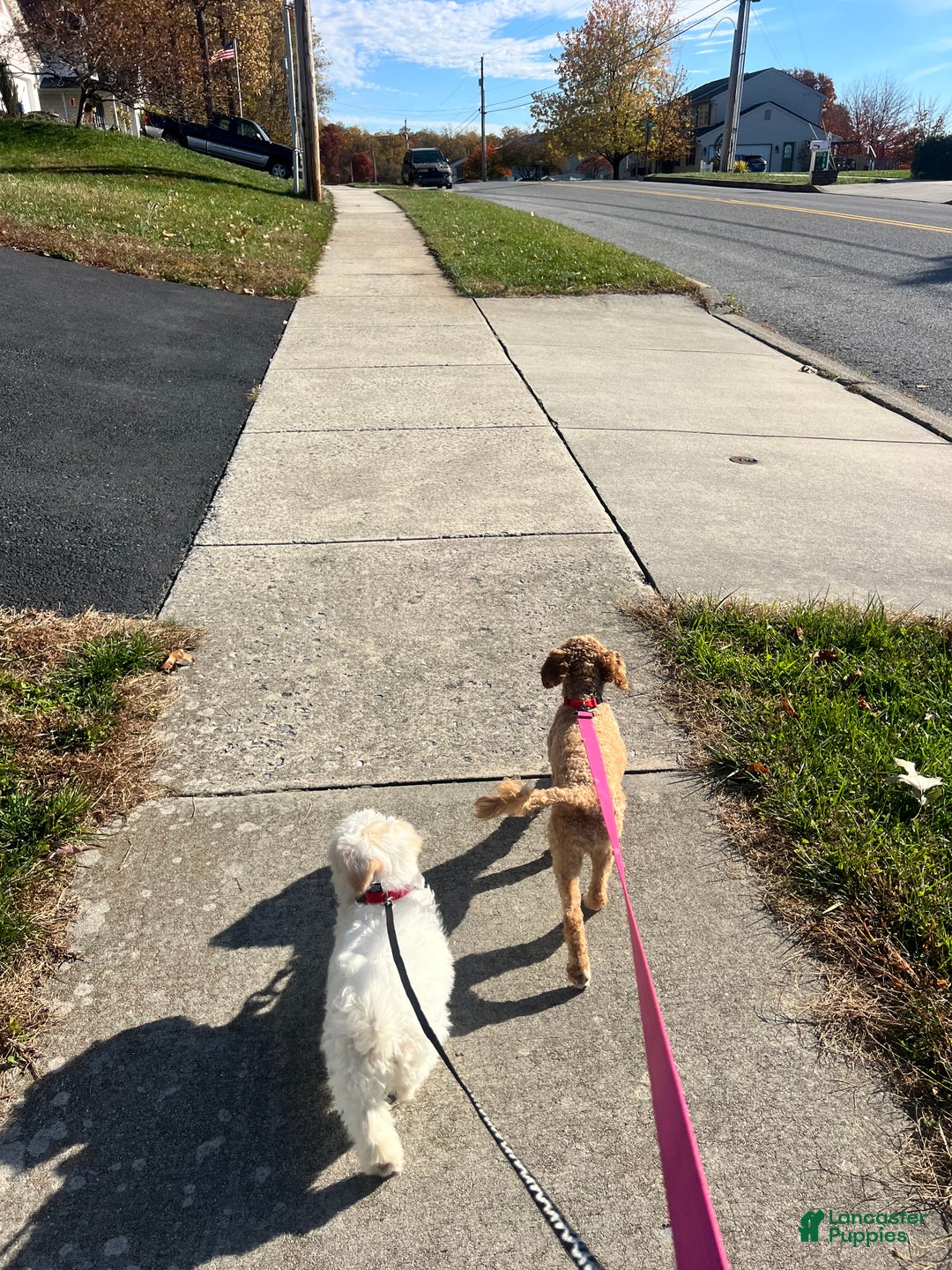 Maltipoo dogs for sale: Maltipoo Puppy 1 - Ad 3
