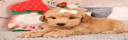 Goldendoodle dogs for sale: Goldendoodle Puppy 1 - Ad 3