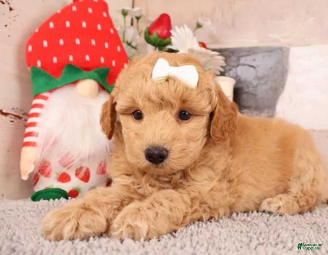 Goldendoodle dogs for sale: Goldendoodle Puppy 1 - Ad 3