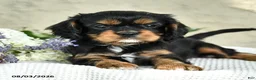 Cavalier King Charles Spaniel dogs for sale: Cody - Ad 3