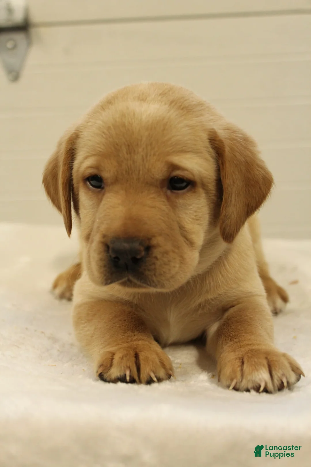 Labrador Retriever dogs for sale: Reese  - Ad 1
