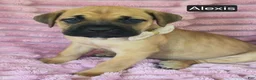 Cane Corso dogs for sale: Alexis - Ad 4
