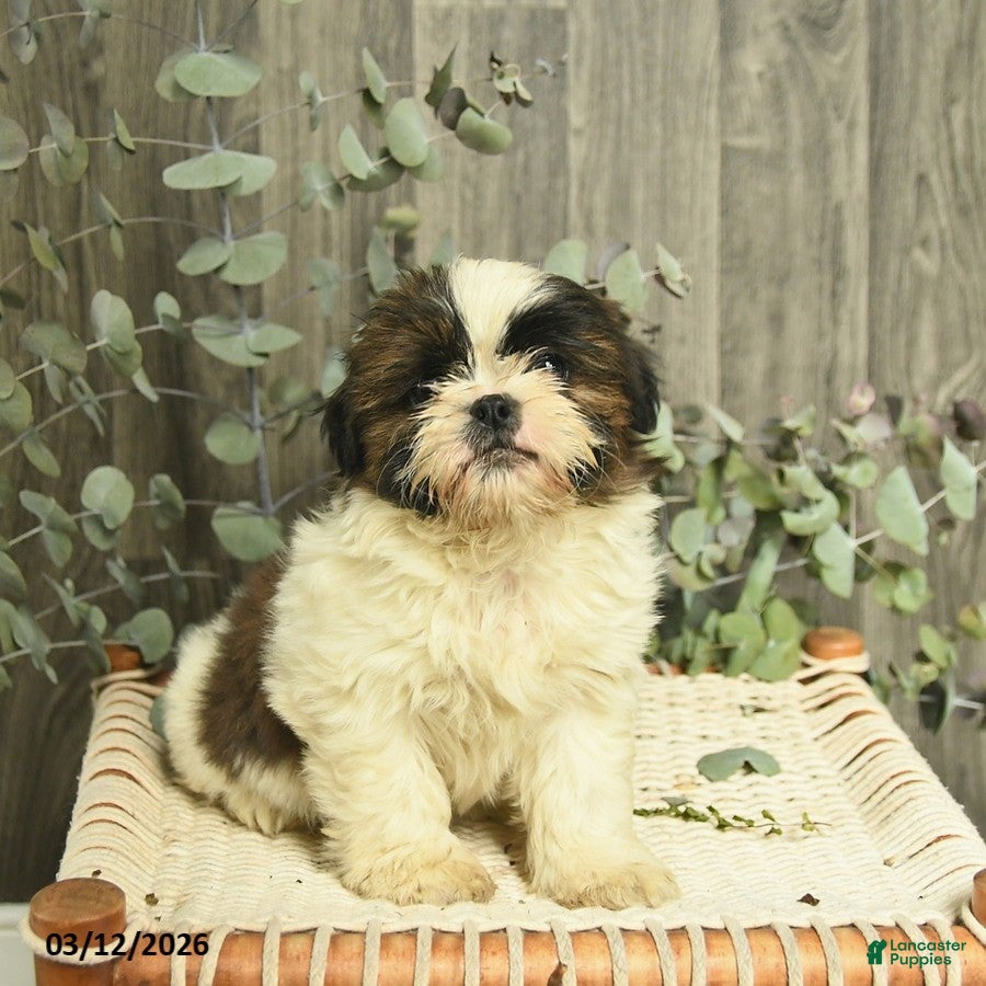 Shih Tzu dogs Rocky - Ad 2
