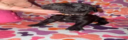 Cane Corso dogs for sale: Brown Collar Female - Ad 2