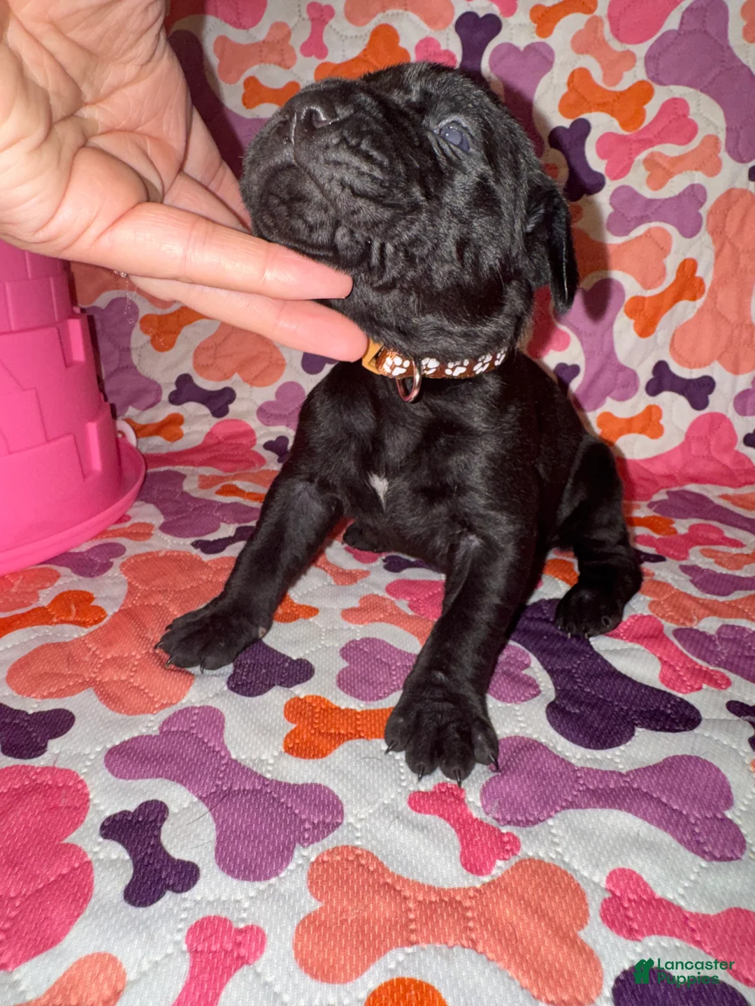 Cane Corso dogs for sale: Brown Collar Female - Ad 2
