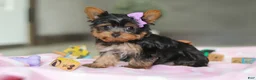 Yorkshire Terrier dogs for sale: Daisy - Ad 8