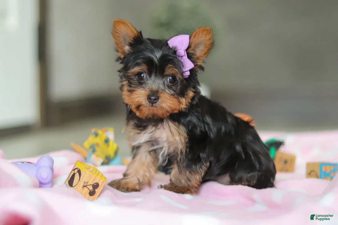 Yorkshire Terrier dogs for sale: Daisy - Ad 8