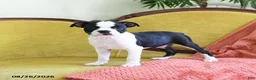 Boston Terrier dogs for sale: Zipper - Ad 5
