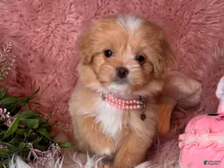 Pekapoo dogs for sale: Whisper - Ad 1