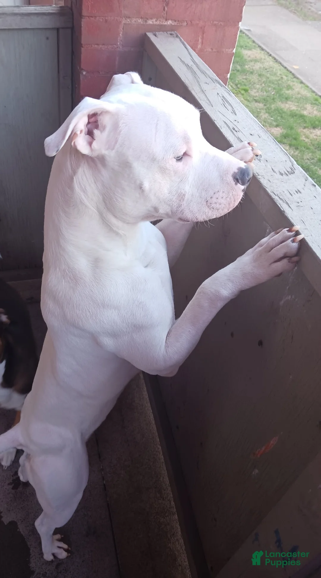 American Pit Bull Terrier dogs for sale: American Pit Bull Terrier Puppy 1 - Ad 3