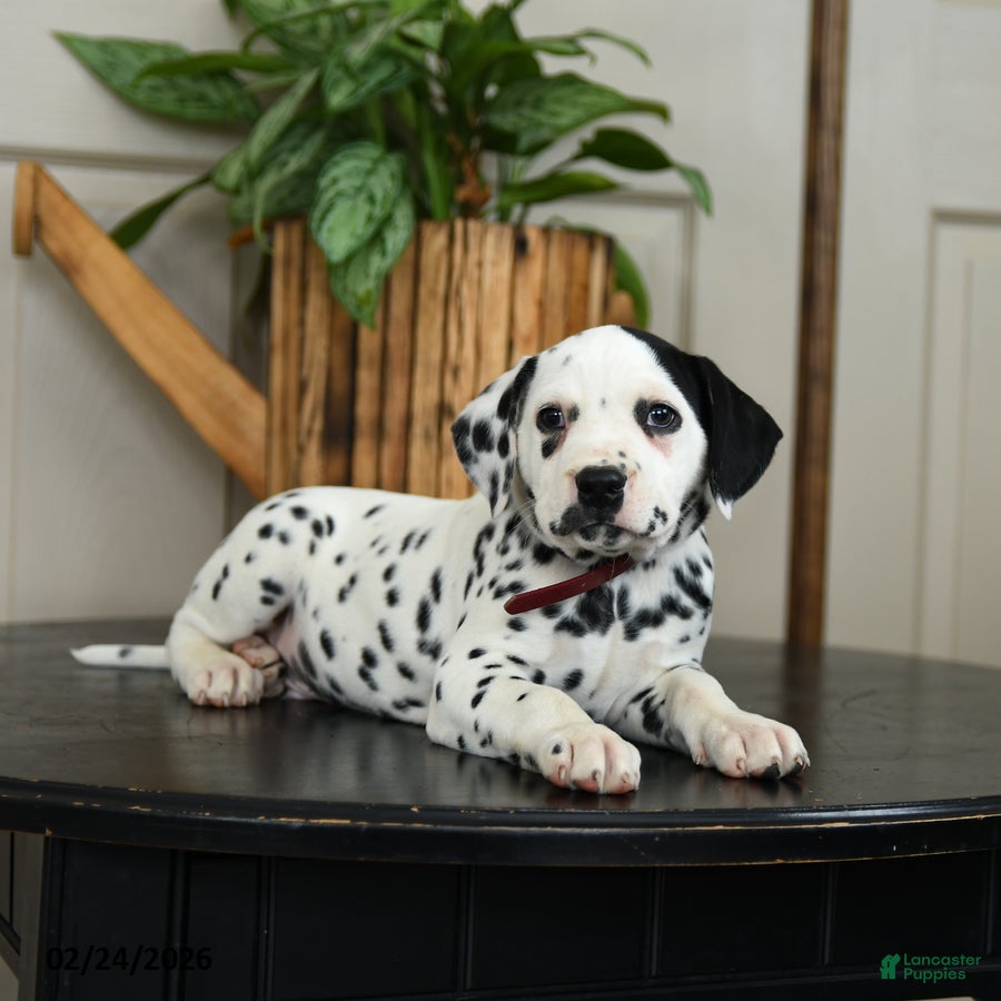 Dalmatian dogs Kyle - Ad 2