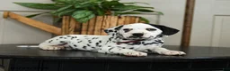 Dalmatian dogs for sale: Kyle - Ad 2