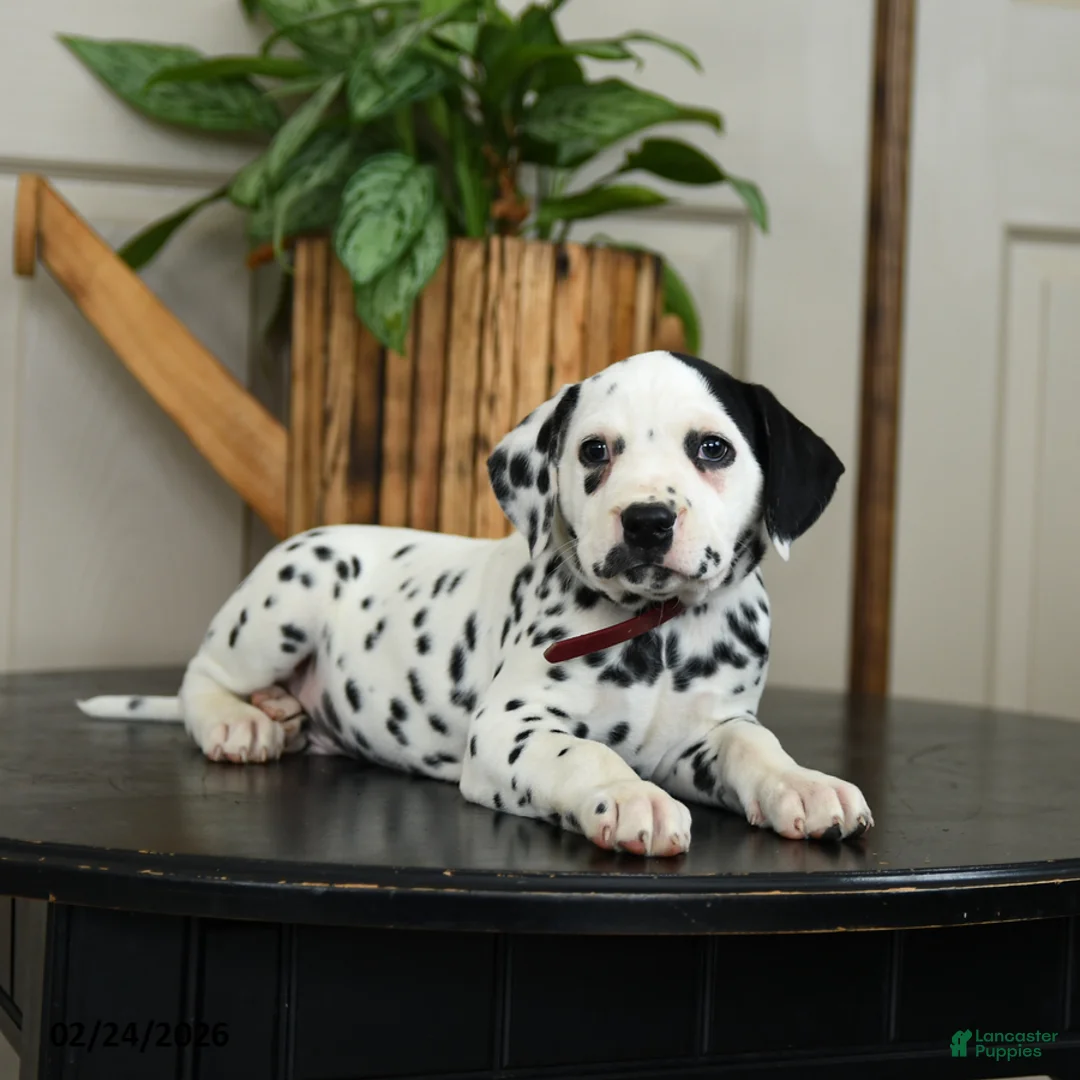 Dalmatian dogs for sale: Kyle - Ad 2