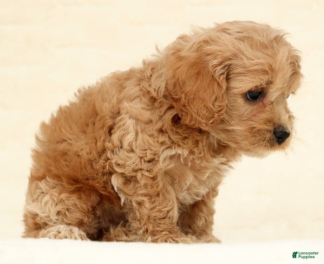 Cockapoo dogs for sale: Bonnie - Ad 6
