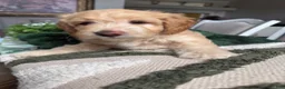 Mini Goldendoodle dogs for sale: Mini Goldendoodle 1 - Ad 16