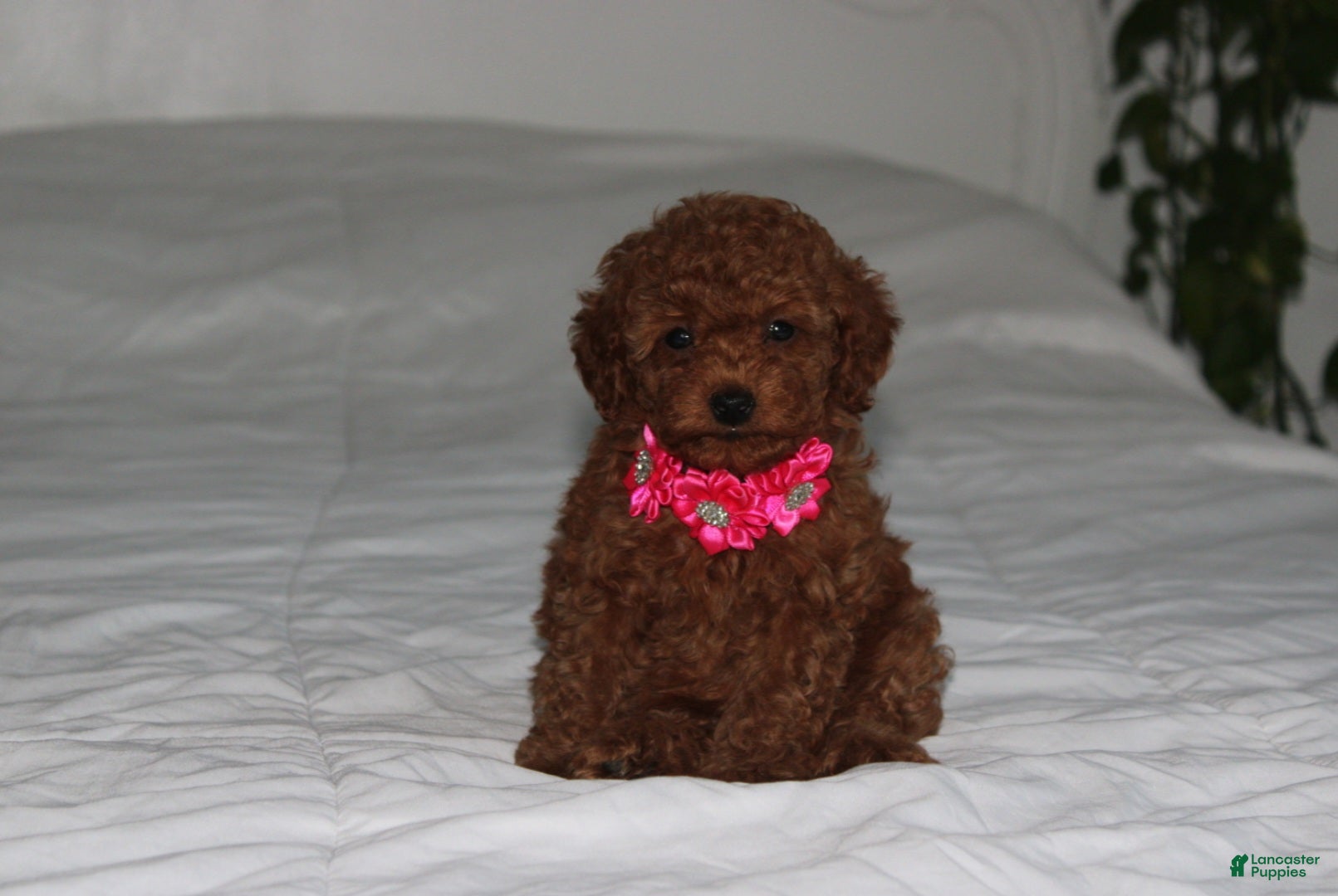 Toy Poodle dogs Beauty - Ad 2