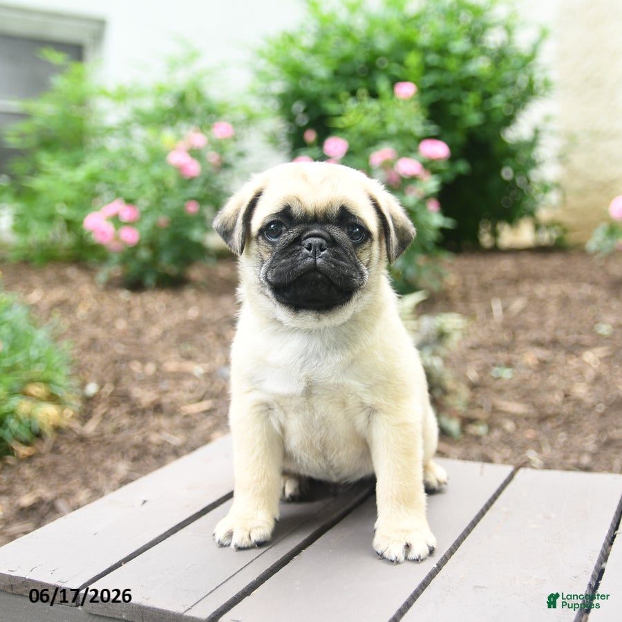 Pug dogs for sale: Klyde - Ad 4