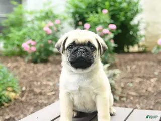 Pug dogs for sale: Klyde - Ad 4