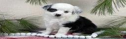 Toy Australian Shepherd dogs for sale: Brandi - Ad 17