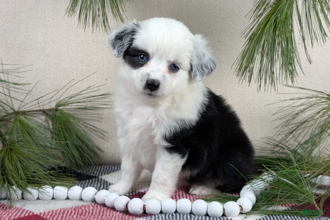 Toy Australian Shepherd dogs for sale: Brandi - Ad 17