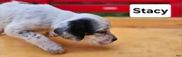 English Setter dogs for sale: Stacy - Ad 5