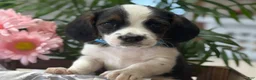 Mixed Breed dogs for sale: Thunderbolt - Ad 3