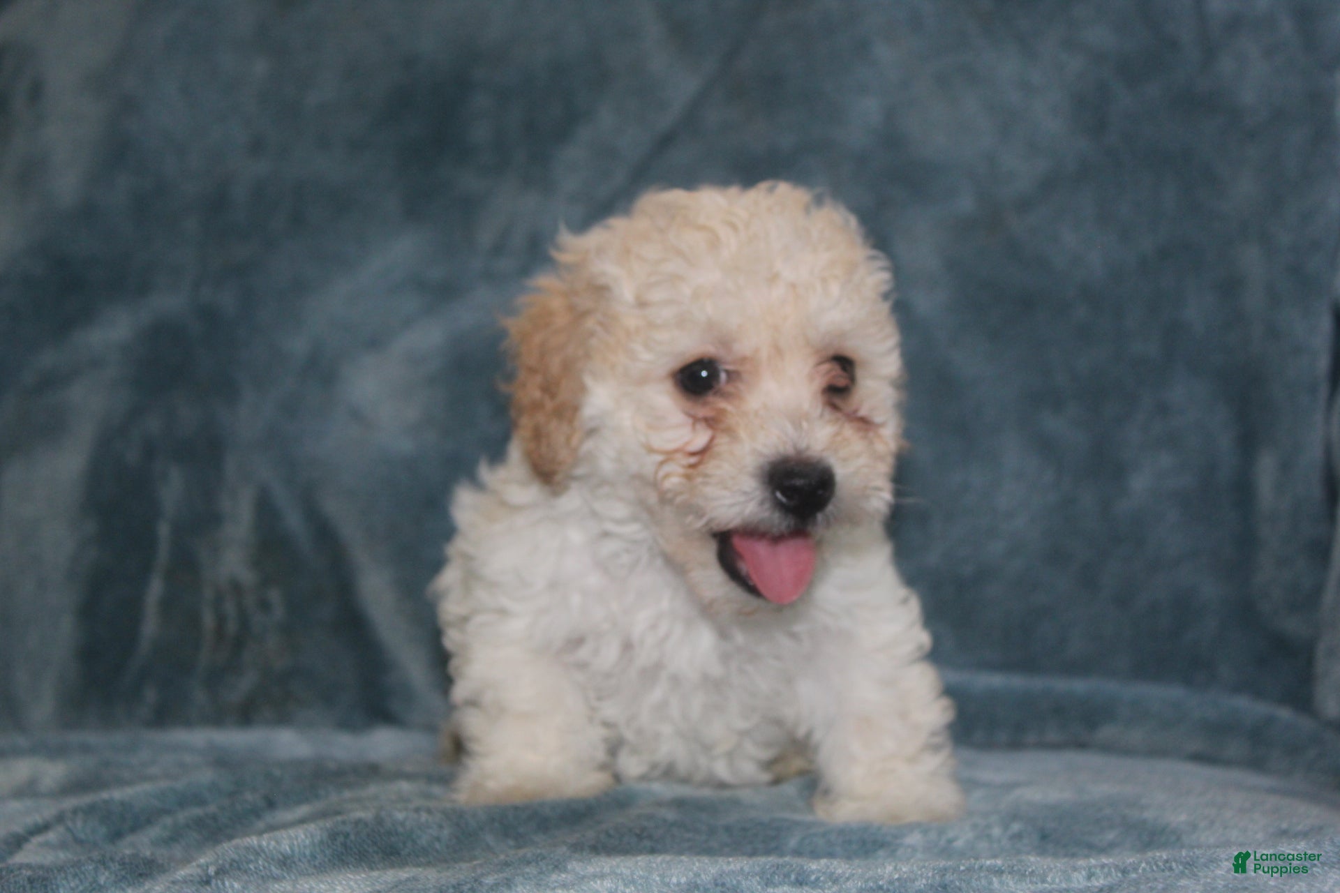 Miniature Poodle dogs Sky - Ad 1