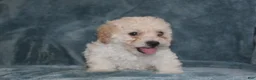 Miniature Poodle dogs for sale: Sky - Ad 1