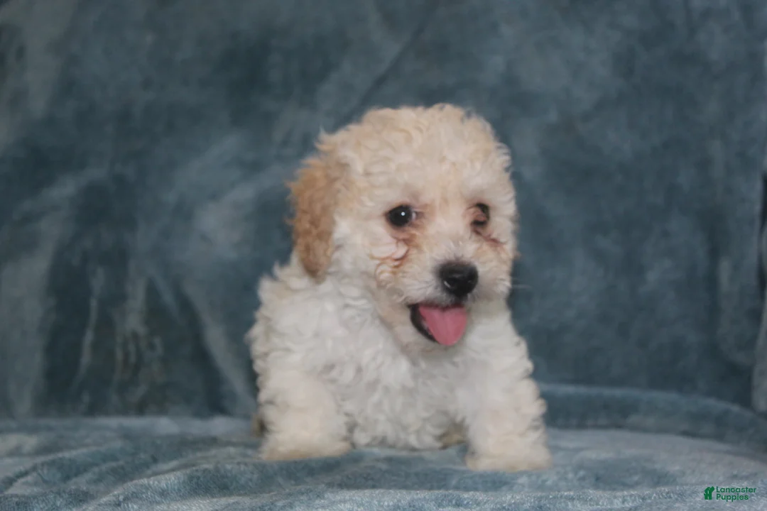 Miniature Poodle dogs for sale: Sky - Ad 1