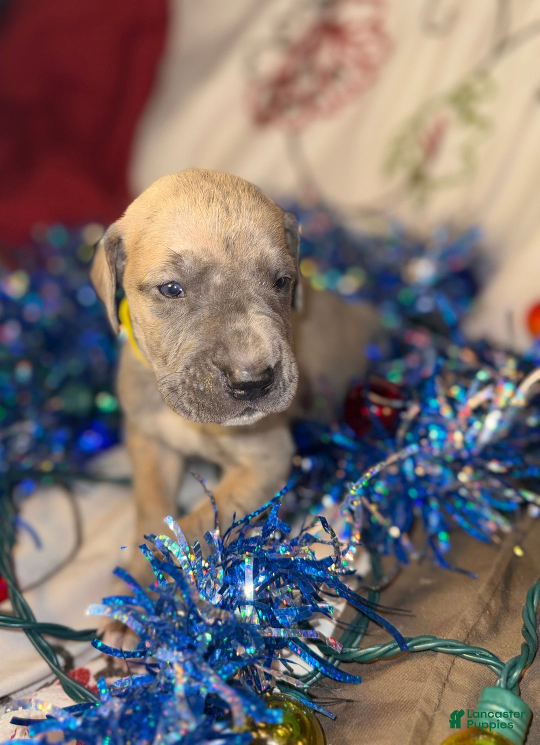 Great Dane dogs for sale: Oscar - Ad 11