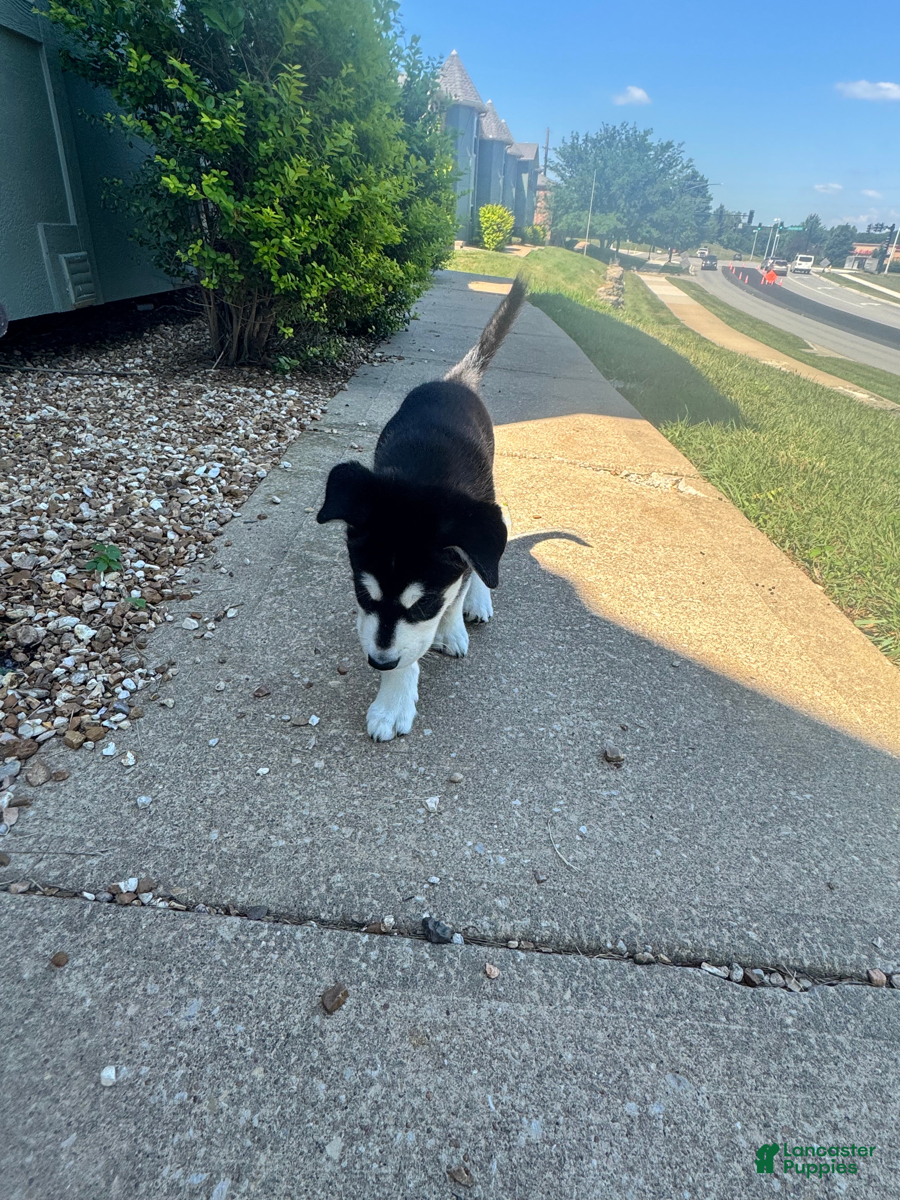 Mixed Breed dogs Rogue - Ad 24