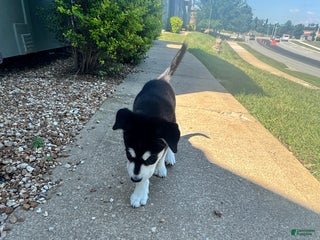 Mixed Breed dogs Rogue - Ad 24