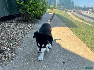 Mixed Breed dogs Rogue - Ad 34