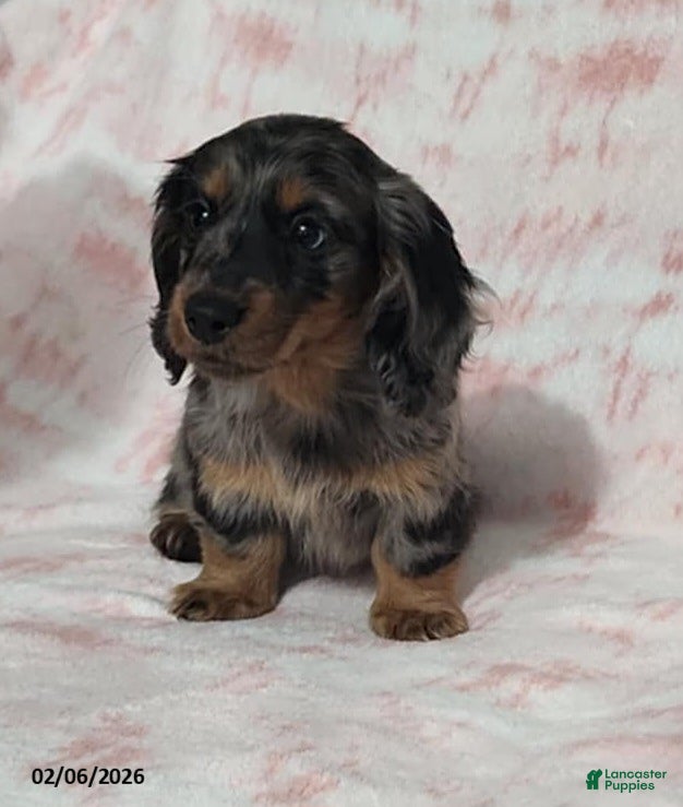 Miniature Dachshund dogs Krystal - Ad 1