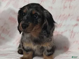 Miniature Dachshund dogs Krystal - Ad 1