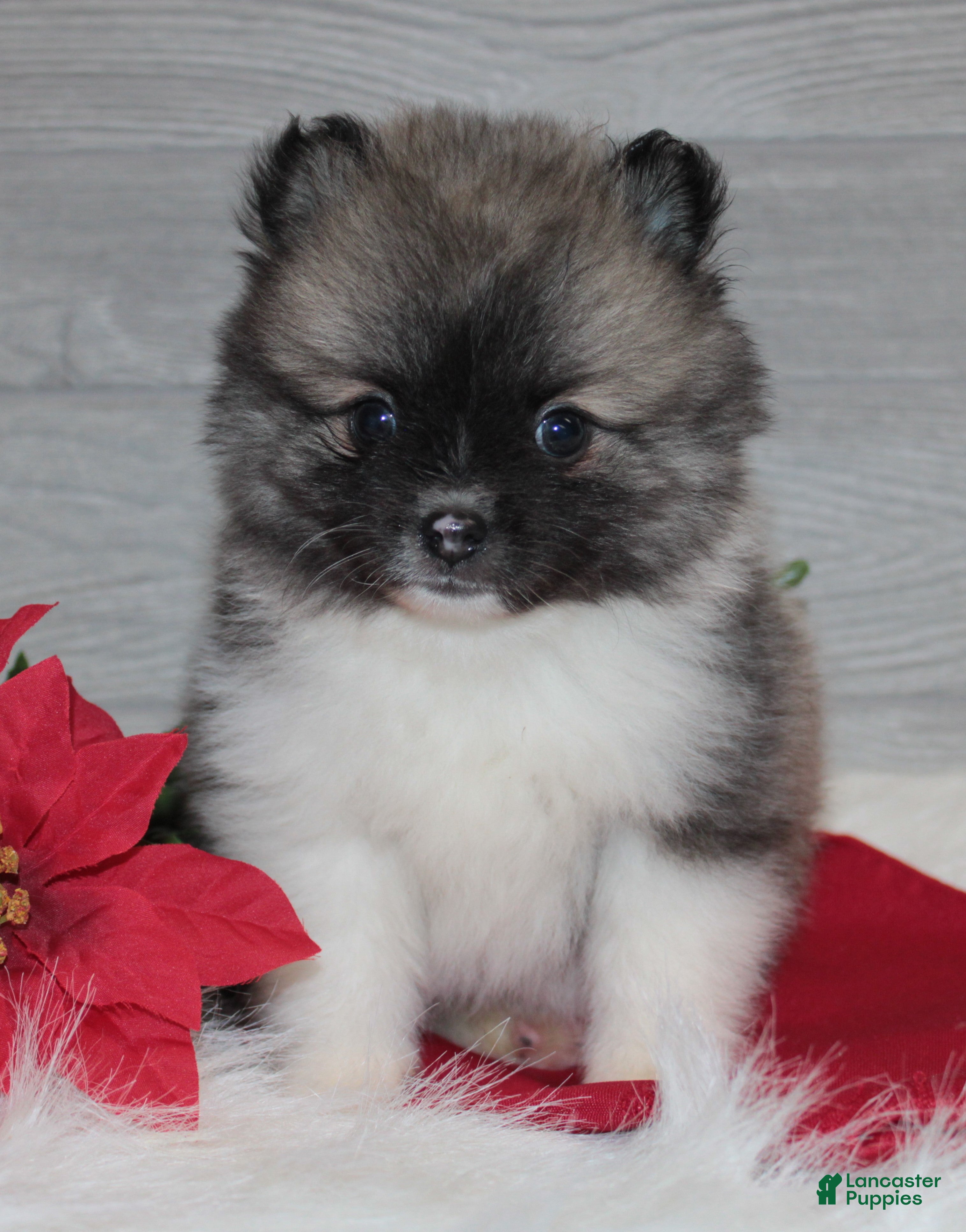 Pomeranian dogs Bryson - Ad 23