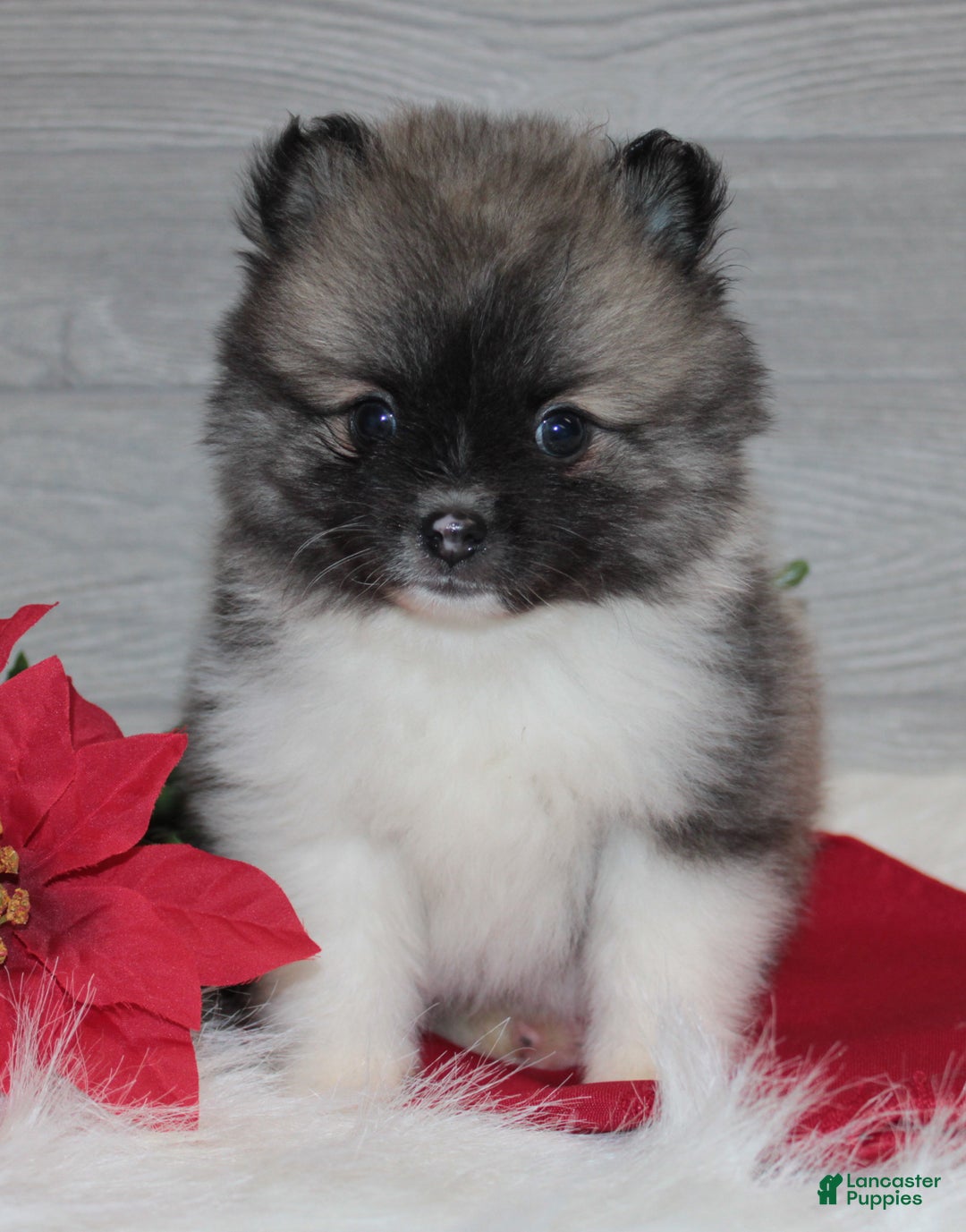 Pomeranian dogs for sale: Bryson - Ad 1