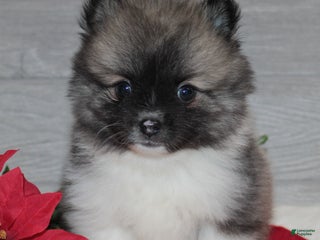 Pomeranian dogs Bryson - Ad 23