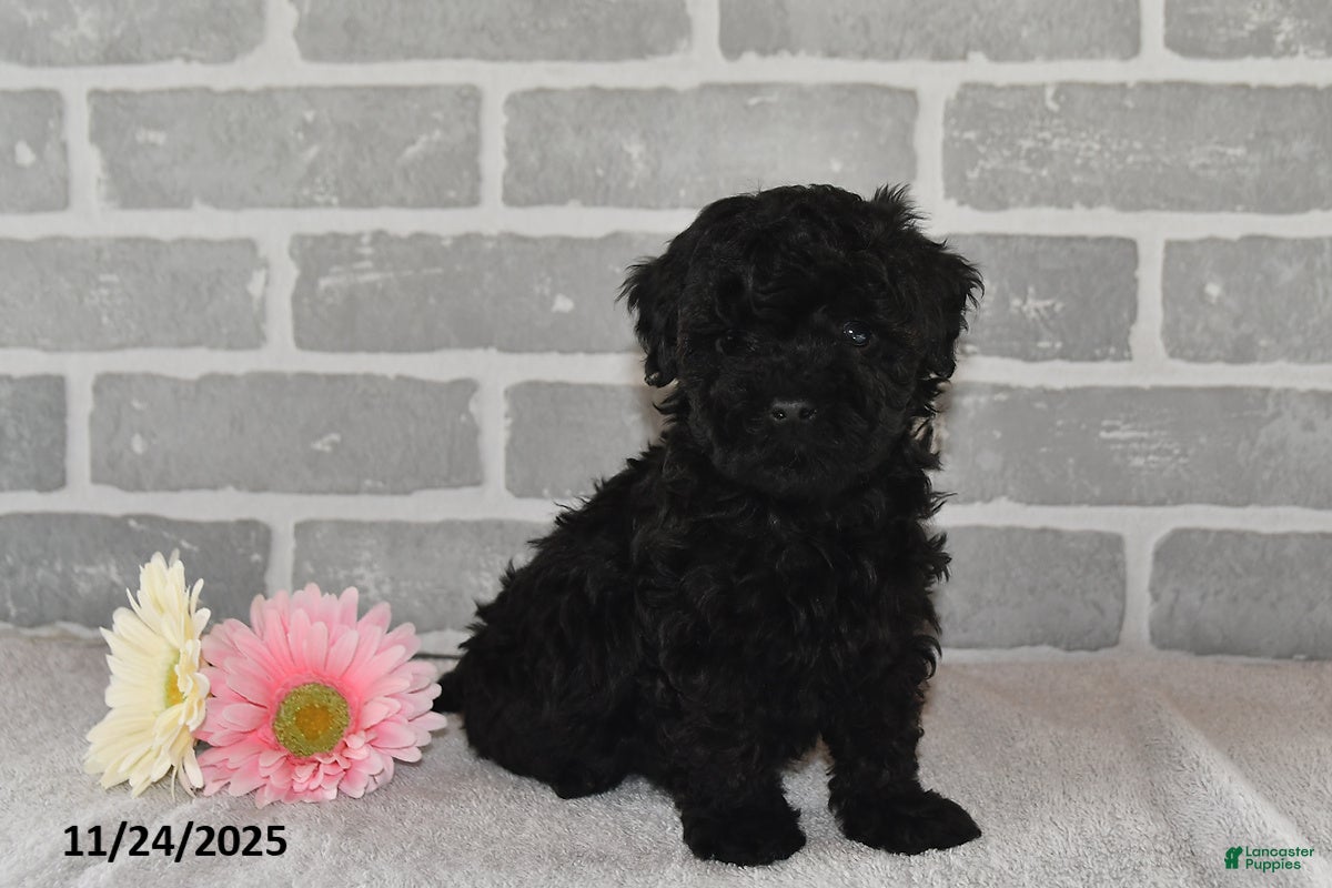 Maltipoo dogs Bear - Ad 33