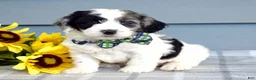 Cockapoo dogs for sale: Ollie - Ad 3