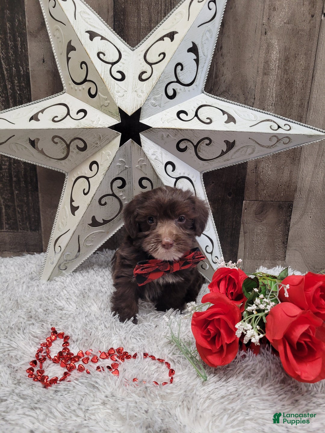 Mixed Breed dogs for sale: Brownie - Ad 7