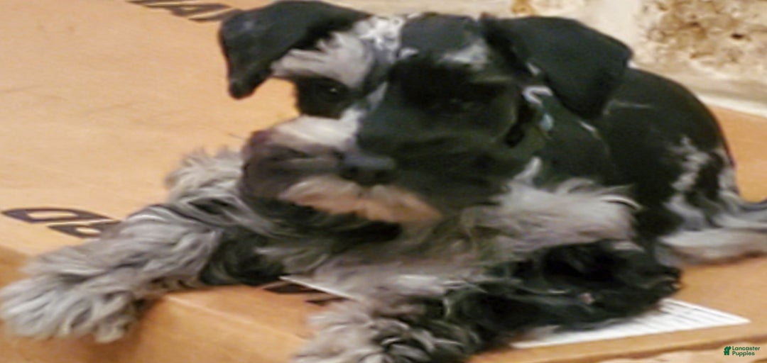 Gallery Image {{count}}